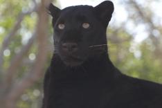 Refuges pour animaux sauvages