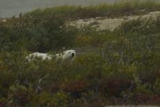 Vétérinaires de l'Arctique