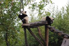 Expédition Pairi Daiza