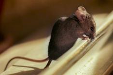 Mes voisins sauvages