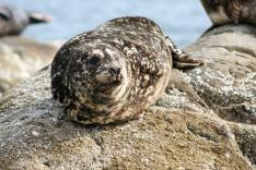 Vétérinaires de l'Arctique