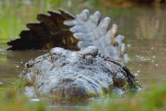 Les Zarbis à Madagascar