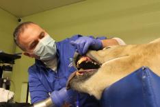 Vétérinaires de l'Arctique