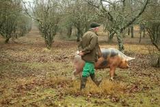 De la truffe pour tous