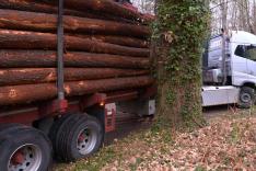 Bûcheron : un métier à hauts risques