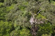 Mystérieux insectes, sur la piste des origines