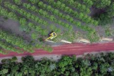 Planter à tout prix : Des arbres pour sauver la planète ?