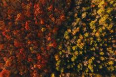 Voir l'automne, une saison en France
