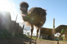 L'Incroyable ferme des Pols