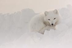 Vétérinaires de l'Arctique