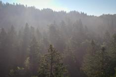 Dr Pic Noir : urgences des bois