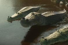 Les as de la jungle à la rescousse