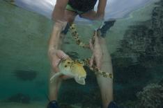 La vie extraordinaire des bébés requins