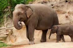 Bij ons in de Dierentuin