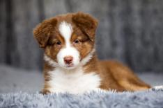 Animaux de compagnie : leur vie secrète