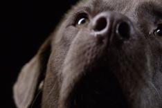 Animaux de compagnie : leur vie secrète