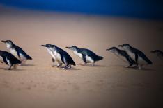 A la rencontre des manchots d'Australie