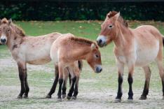 Nashorn, Zebra & Co.