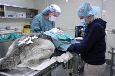 Vétérinaires de l'Arctique