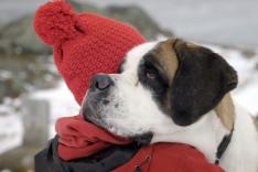 Unterwegs auf Europas Pilgerwegen