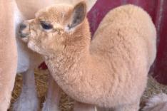 L'incroyable Dr Pol Compilations