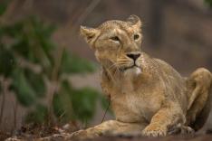 Destination Wild : L'Inde à l'état sauvage