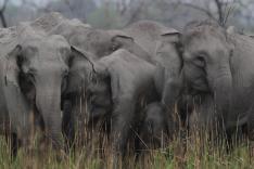 Destination Wild : L'Inde à l'état sauvage