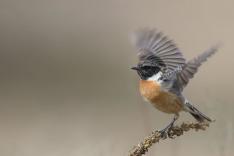 La planète des oiseaux