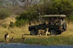 Botswana, le retour des lions