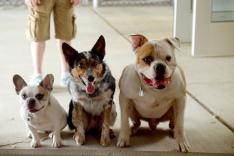 Pups United : supporters de choc