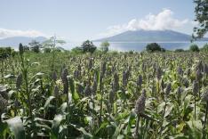 Alimentation : l'avenir en céréales ?