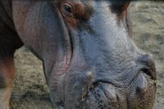 Les hippopotames d'Escobar