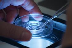 Le rêve des cigognes