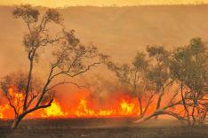 Un espoir pour la nature
