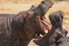 Hippopotames, les architectes de l'Okavango