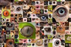 Les héros des animaux