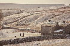 All Creatures Great and Small