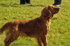 All Creatures Great and Small