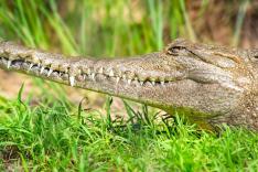 Prédateurs : compte à rebours sauvage