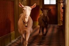 All Creatures Great and Small