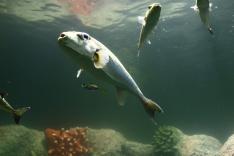 Les trésors de l'océan