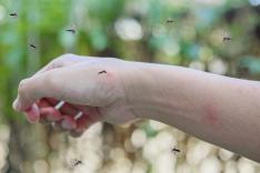 Steken en Prikken in Suriname