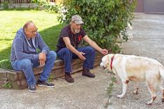 Chiens et chats sans collier