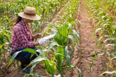 L'agriculture : nourrir aujourd'hui, préserver demain