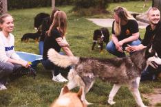 Chiens et chats sans collier