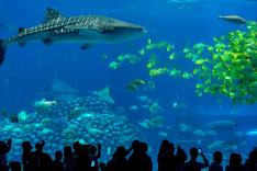 Animaux & Cie : une seconde chance