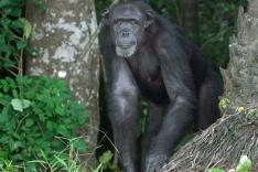 Invitation au voyage