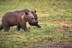 Grizzly, le retour des géants