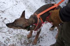 Into the Wild: Alaska