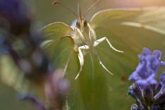 Naturwunder Gemüsegarten